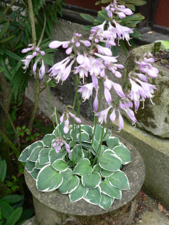 Hosta ´Country Mouse´